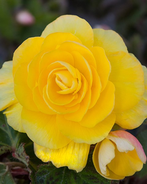 Begonia Grandiflora Yellow